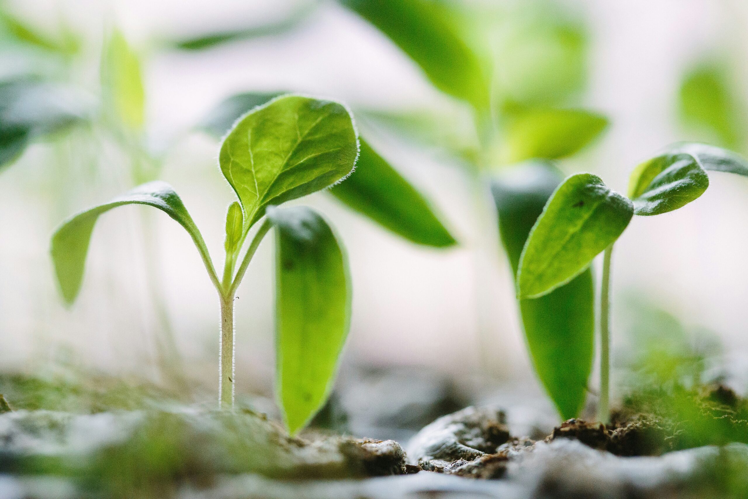 Why I Coach Mission-Driven Entrepreneurs